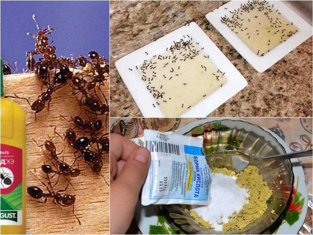 Реальные способы избавиться от садовых муравьев
