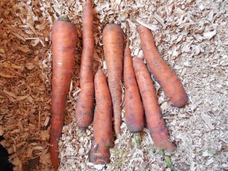 Сроки уборки моркови на хранение в 2021 году с учетом условий выращивания