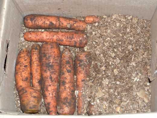 Перечень эффективных способов, как сохранить морковь на зиму в домашних условиях, если нет погреба