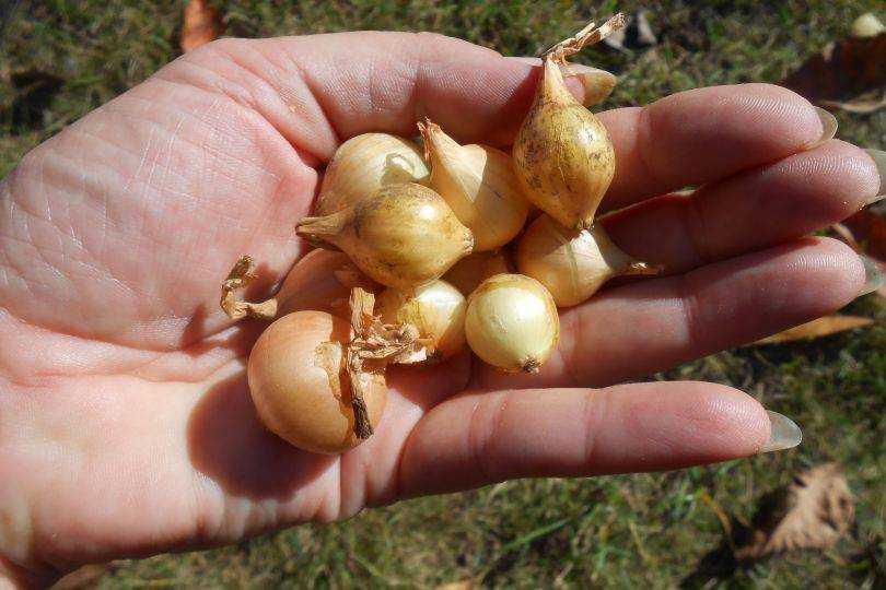 Как сохранить лук севок до весны: в земле, дома или в погребе? русский фермер