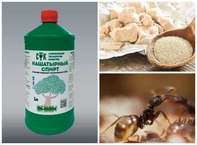 Как вывести муравьев из дома навсегда в домашних условиях
