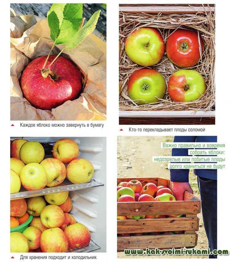 Как хранить яблоки: при какой температуре сохранять свежими в домашних условиях, где лучше хранить