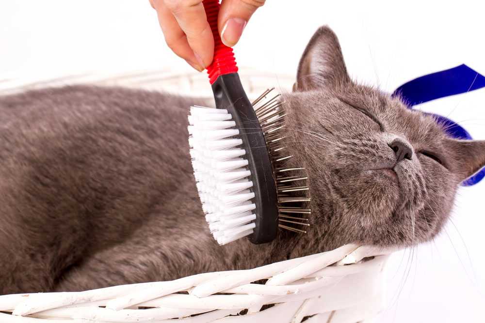 Как почистить палас от шерсти кошек