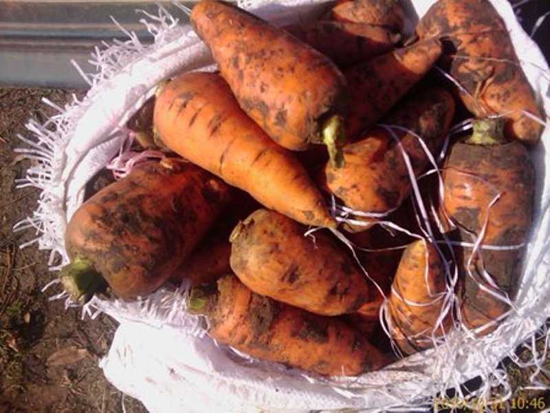 Как хранить мытую морковь, в домашних условиях на зиму, можно ли не мыть, чтобы положить в погреб, а также, какие сорта долго остаются в хорошем состоянии? selo.guru — интернет портал о сельском хозяйстве