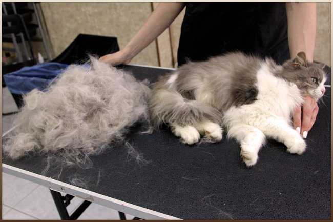 Как убрать шерсть кошки, кота, собаки и других животных с пледа, постельного белья, избавиться от кошачьей и собачьей в стиральной машинке, в квартире или доме?