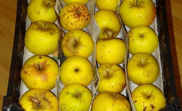 Длительное хранение яблок в погребе и квартире: как лучше сохранить яблоки свежими