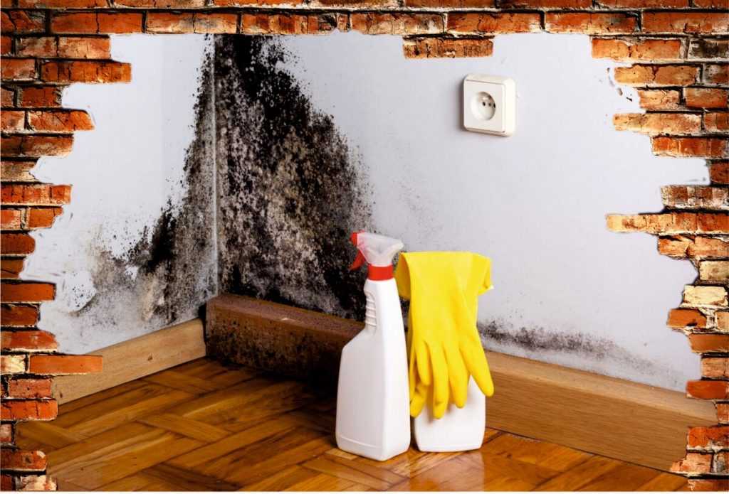 Как вывести плесень со стены в квартире | советы и рекомендации от специалистов