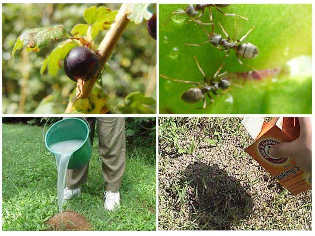 Как избавиться от муравьев в огороде навсегда народными средствами