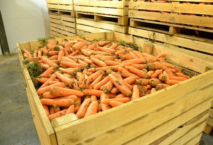 Все самое важное о хранении моркови на зиму в опилках