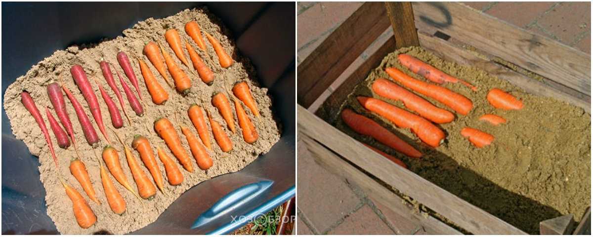 Как правильно хранить морковь в домашних условиях