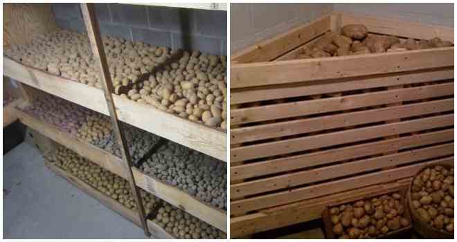 Как хранить очищенную картошку: на сутки, время хранения картофеля в холодной воде