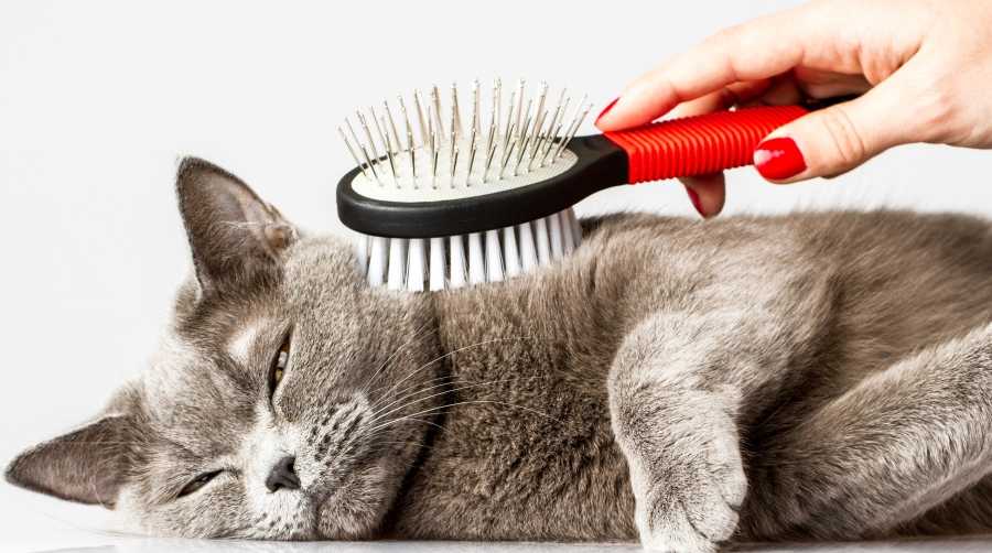 Эффективные и простые методы, как почистить ковер от кошачьей шерсти