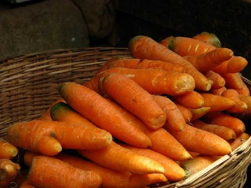 Когда убирать морковь с грядки на хранение в домашних условиях, как правильно ее выкапывать и помещать в погреб на зиму, а также какие лучшие сорта есть для этого? selo.guru — интернет портал о сельском хозяйстве