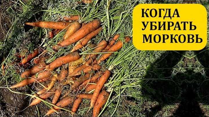 Как правильно подготовить морковь к хранению на зиму: правила и инструкции