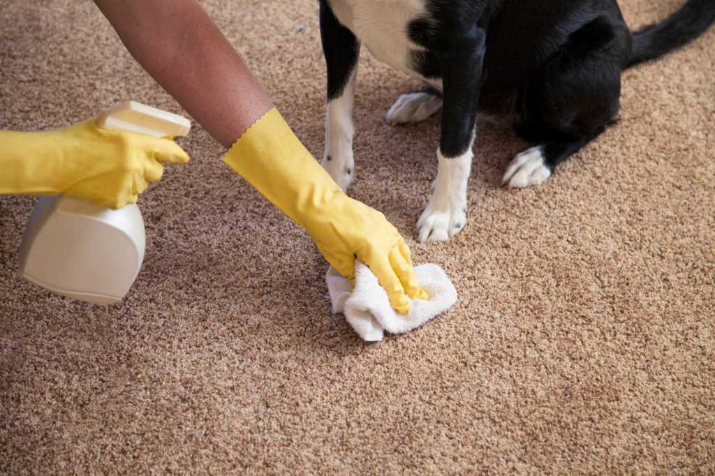 Если вас интересует, чем вывести запах собачьей мочи с ковра в домашних условиях, как убрать пятно, если собака написала, воспользуйтесь рецептами из статьи