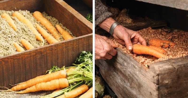 Как хранить морковь на зиму в погребе в домашних условиях: в чем правильно и как лучше? русский фермер