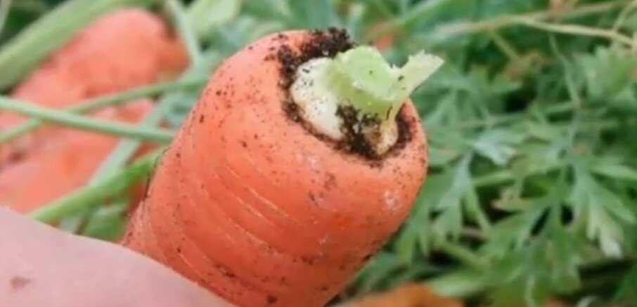 Особенности хранения моркови в домашних условиях зимой