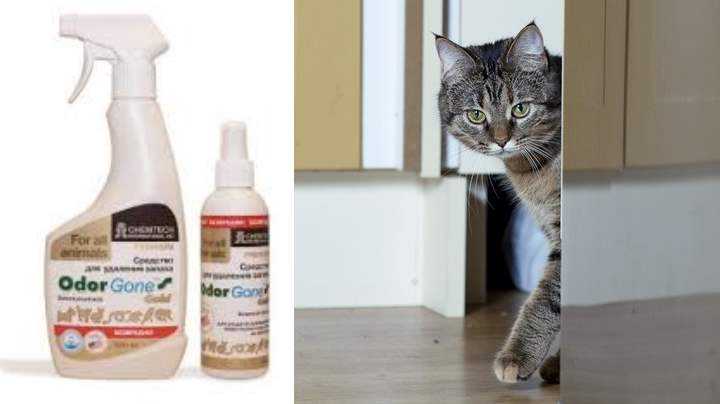 Выводим все «метки»: как избавиться от кошачьего запаха в квартире или доме