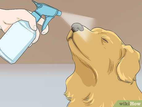 Чем вывести запах собачьей мочи с ковра в домашних условиях, чем почистить и как устранить запах