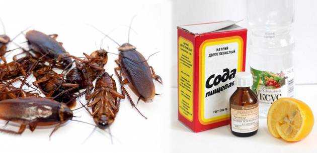 Лучшие народные средства для борьбы с тараканами