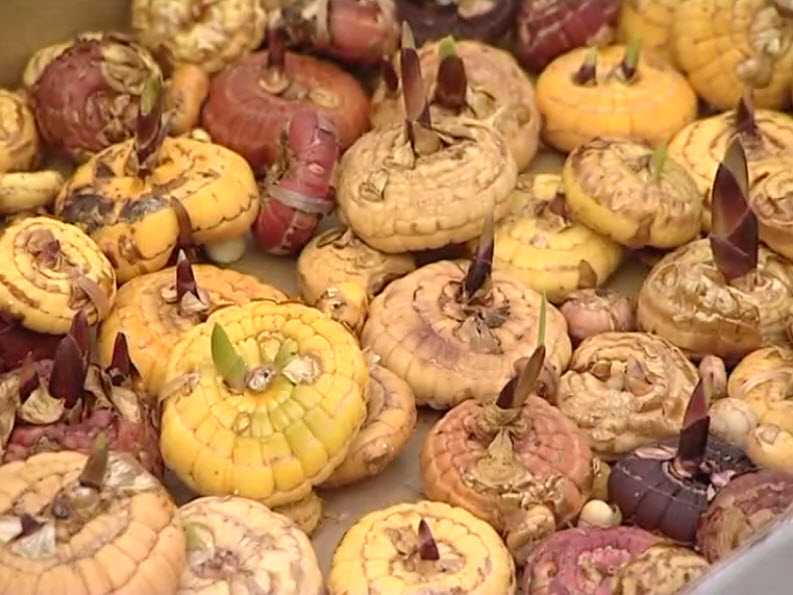 Гладиолусы: уборка и хранение луковиц, практические советы по выращиванию и хранению
