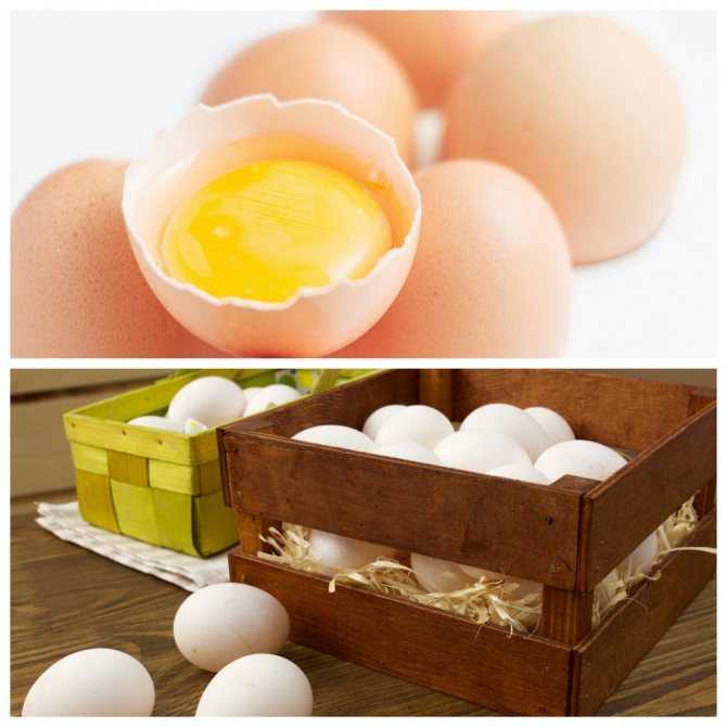 Cрок годности яиц: сколько хранятся сырые куриные, перепелиные и другие