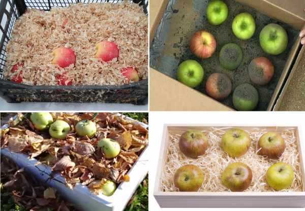 Как сохранить свежие яблоки на зиму в домашних условиях подольше? русский фермер