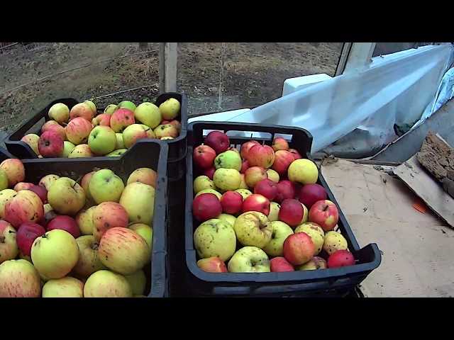 Можно ли хранить яблоки в холодильнике: свежими, замороженными, целыми и порезанными