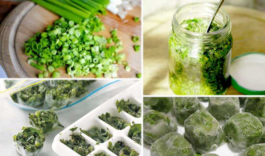 Как хранить зелень в холодильнике, чтобы оставалась свежей: способы