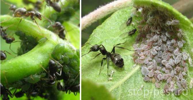 Как бороться с муравьями на даче народными средствами, польза и вред лесных муравьев