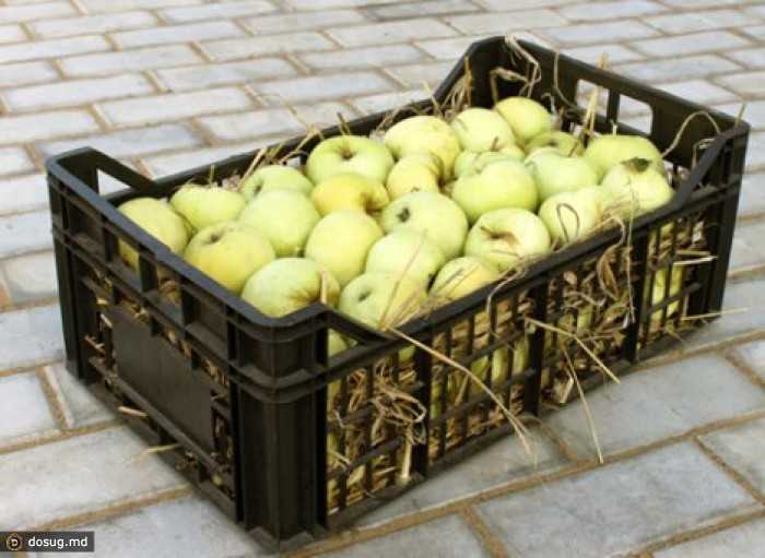 Если вас интересует, зачем и чем обрабатывают яблоки для длительного хранения, как самостоятельно провести обработку урожая в домашних условиях, прочтите нашу публикацию