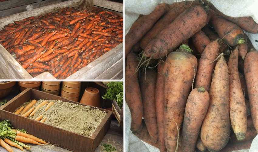 Как хранить морковь и свеклу в погребе