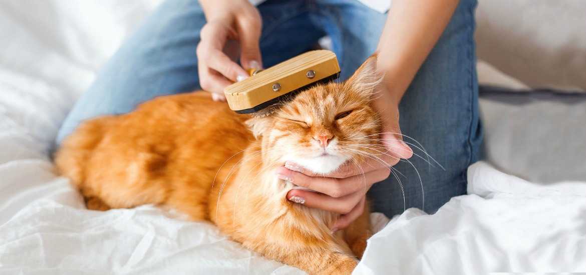 Чем вывести запах кошачьей мочи с ковра — что делать, если кот   написал на ковер