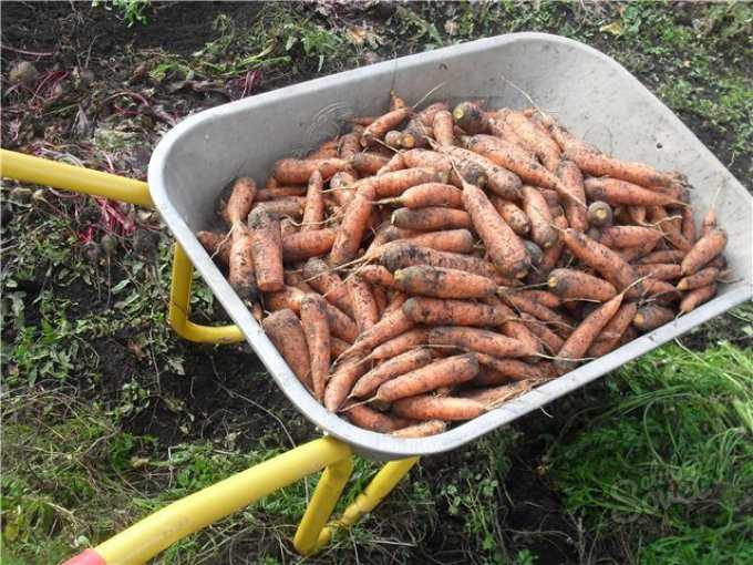 Как хранить морковь на зиму в погребе до весны: как правильно организовать хранение в подполе, подвале, как лучше подготовить овощи?