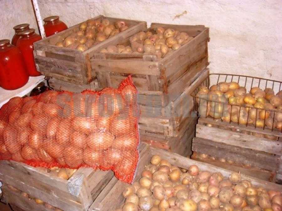 Чистый погреб — неиспорченный урожай: какие условия нужны для хранения картошки зимой