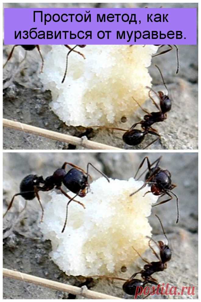 Как избавиться от муравьев в огороде и на дачном участке: методы борьбы и химические средства русский фермер
