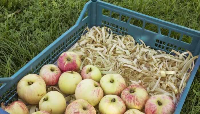 Советы опытных кондитеров: как хранить пастилу из яблок в домашних условиях