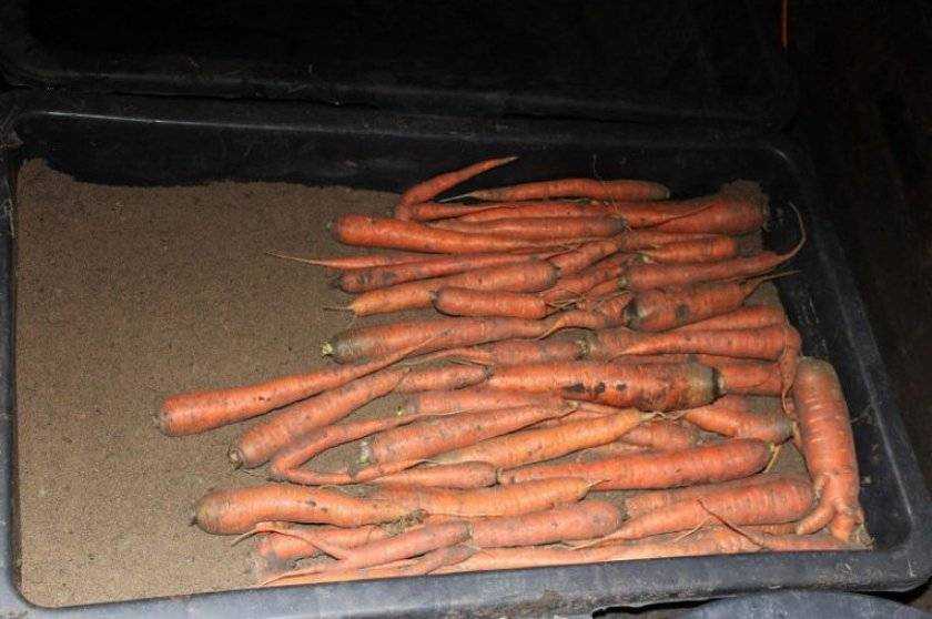 Как хранить морковь и свеклу на зиму правильно: где и в чем? лучшие способы сбережения русский фермер