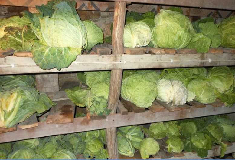 Уборка капусты белокочанной: время и сроки сбора урожая на зимнее хранение русский фермер