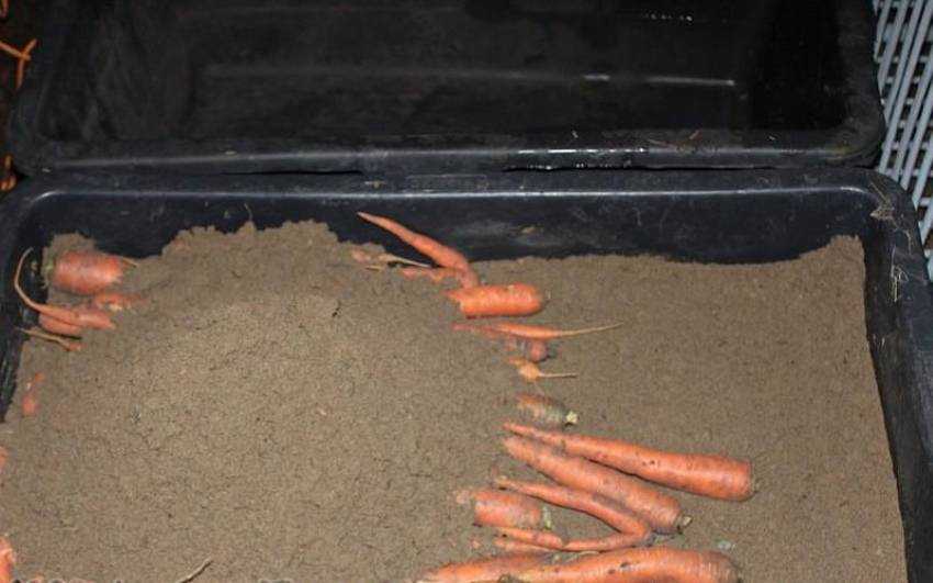 Как сохранить морковь и свеклу на зиму в погребе, подвале, подполе, как правильно организовать хранение?