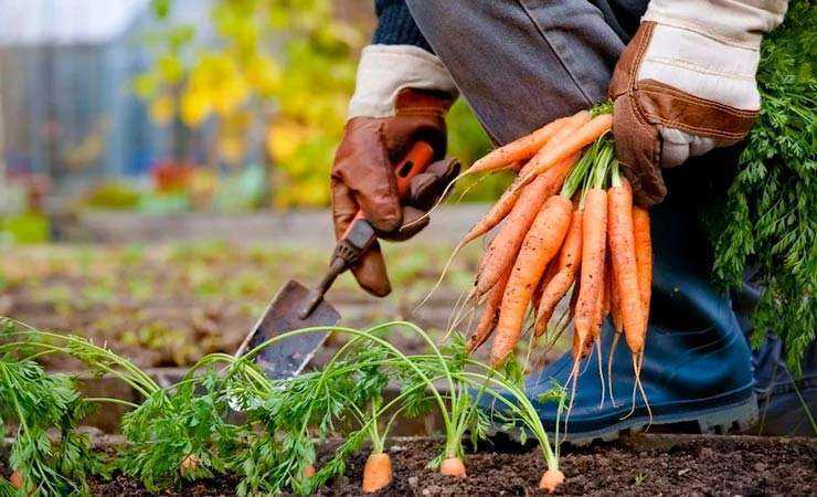 Как хранить морковь в домашних условиях: как правильно и где лучше в городской квартире, чтобы не завяла, условия и способы хранения