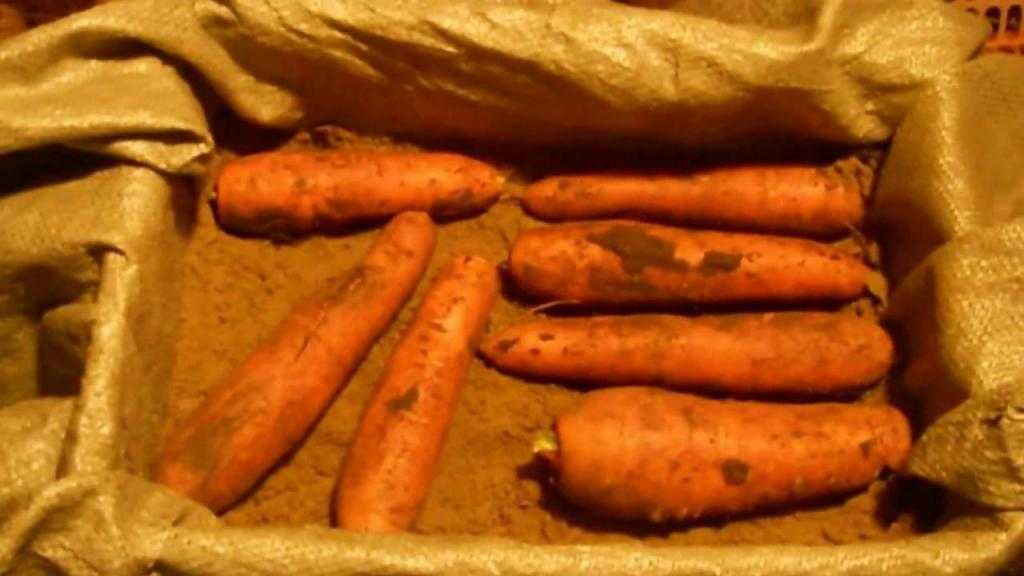 Как хранить морковь в погребе зимой — обзор лучших способов и практические рекомендации