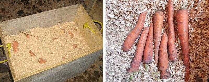 Как хранить морковь зимой: в подполе, песке, пакете, опилках