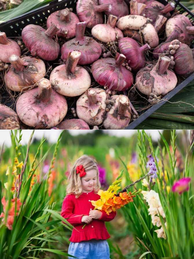 Как правильно сохранить луковицы и корневища цветов до весны в домашних условиях. подготовка посадочного материла к хранению, создание подходящих условий