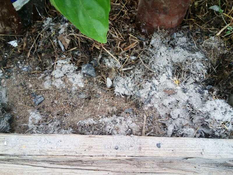Как избавиться от муравьев в доме и на огороде?