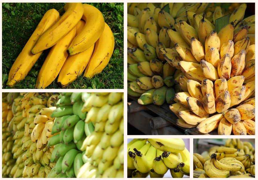 Как хранить бананы спелые и зеленые - чтобы они долго не чернели