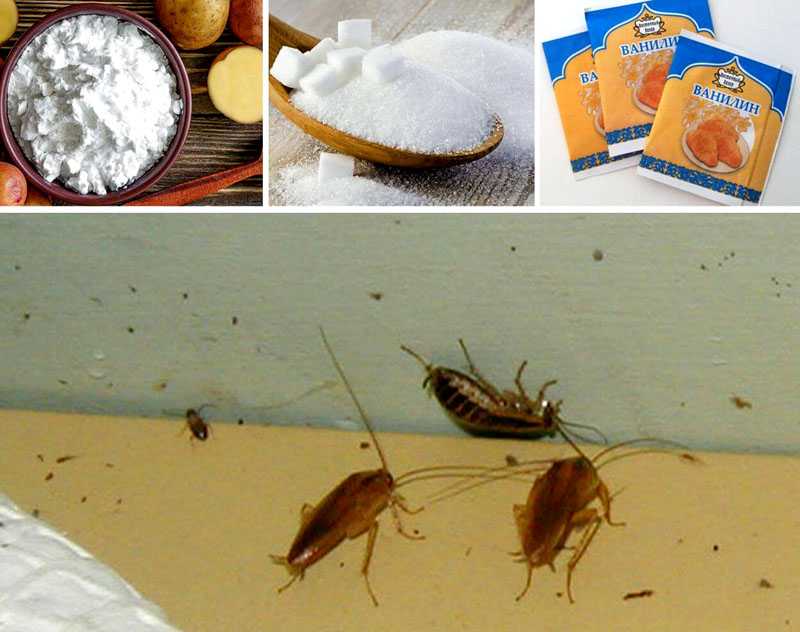 Чем вывести тараканов в домашних условиях быстро народные средства