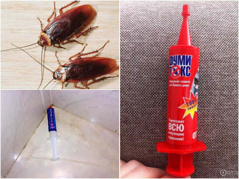 Как избавиться от тараканов в квартире в домашних условиях