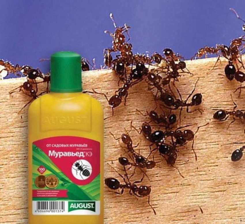 Гости на дачном участке. как избавиться от муравьев в огороде?