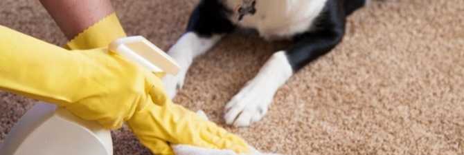 Как избавиться от запаха собачьей мочи в доме?